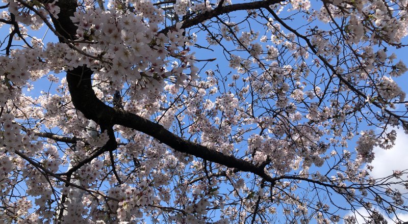 エントリーNo.4　「空キャンバスと桜」